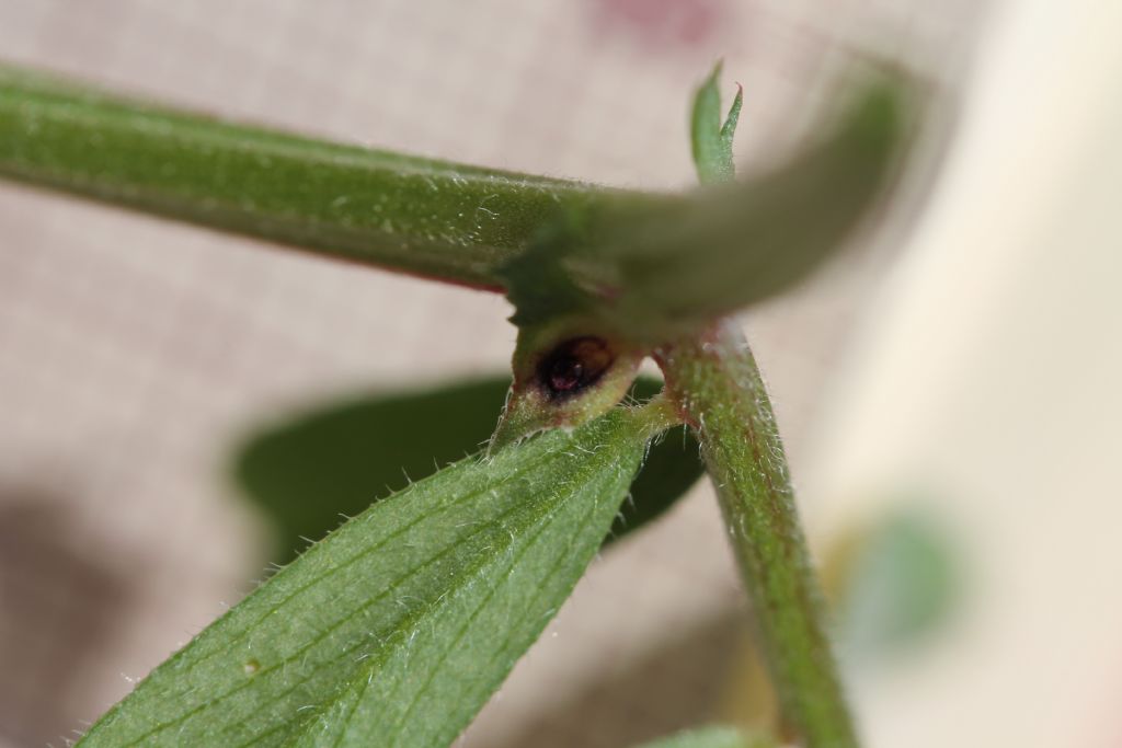 Vicia sativa subsp. nigra / Veccia nera